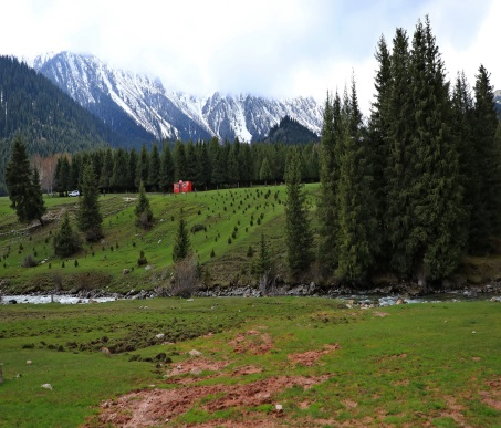Посадки новых хвойных лесов в горах Киргизии